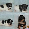 Rat Terrier